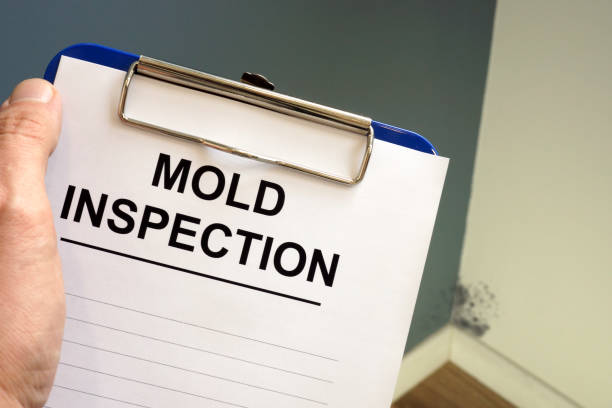 Best Asbestos and Lead Testing During Mold Inspection  in Holley, FL